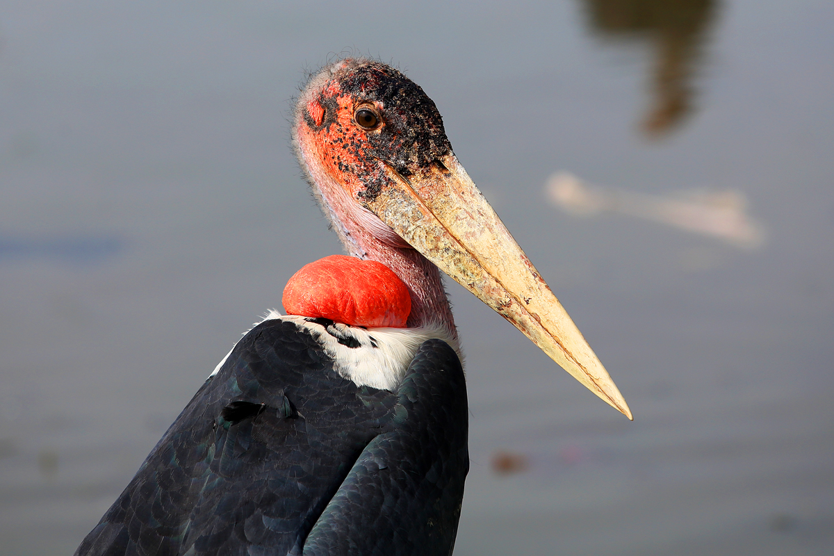 Marabou Stork
